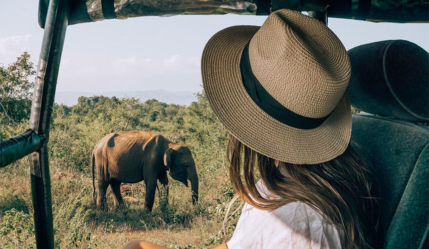 Elephant Watching