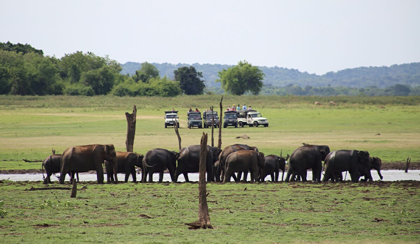 Elephant Watching