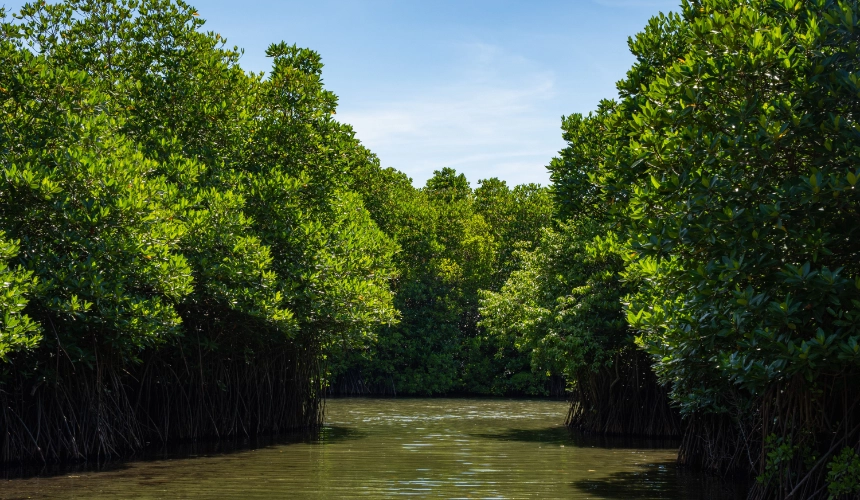 Negombo Lagoon & Mangroves